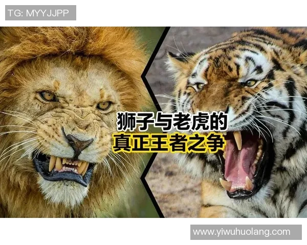 布琳狮子与东方狮子之争谁才是真正的狮子王者